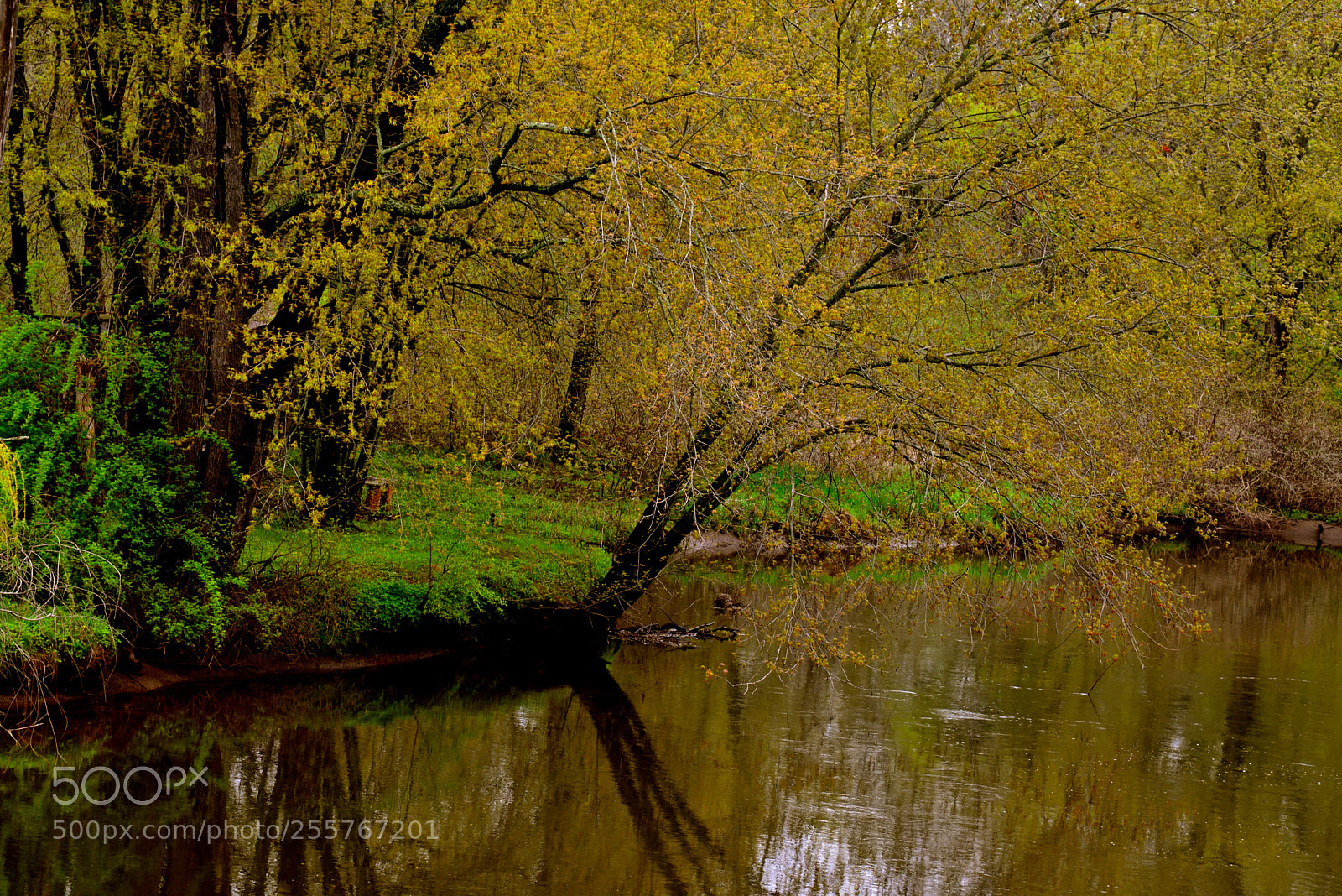 Nikon D600 sample photo. Spring on the river photography