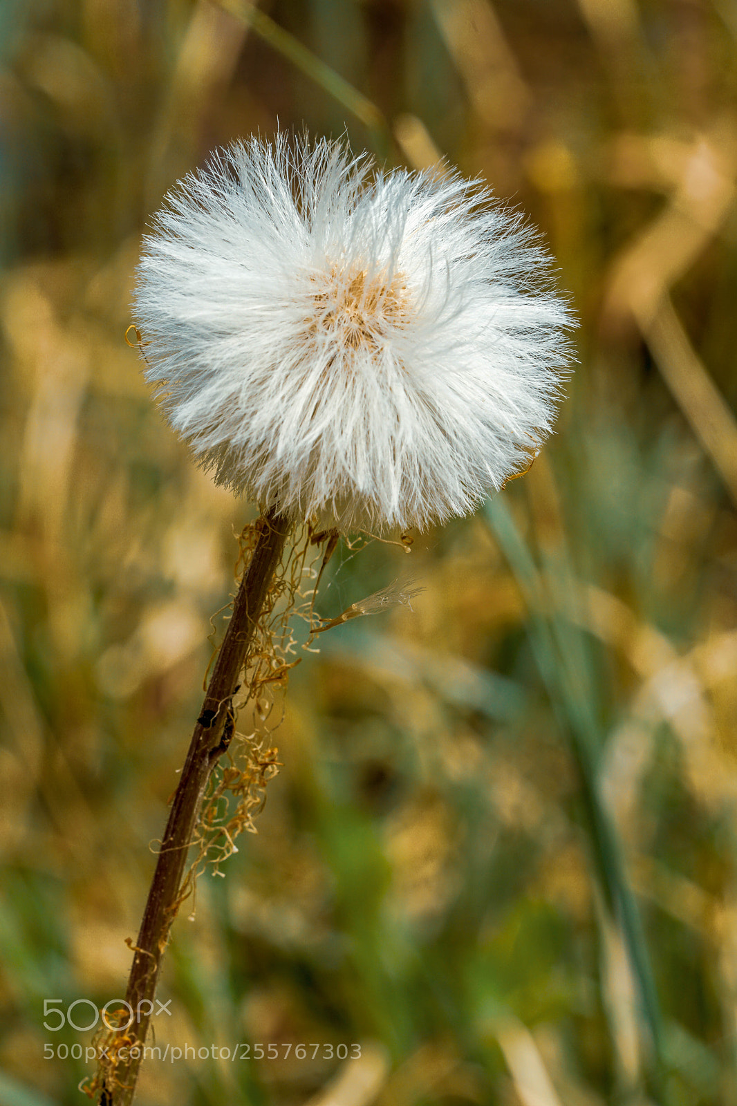 Sony a6000 sample photo. Keine pusteblume photography