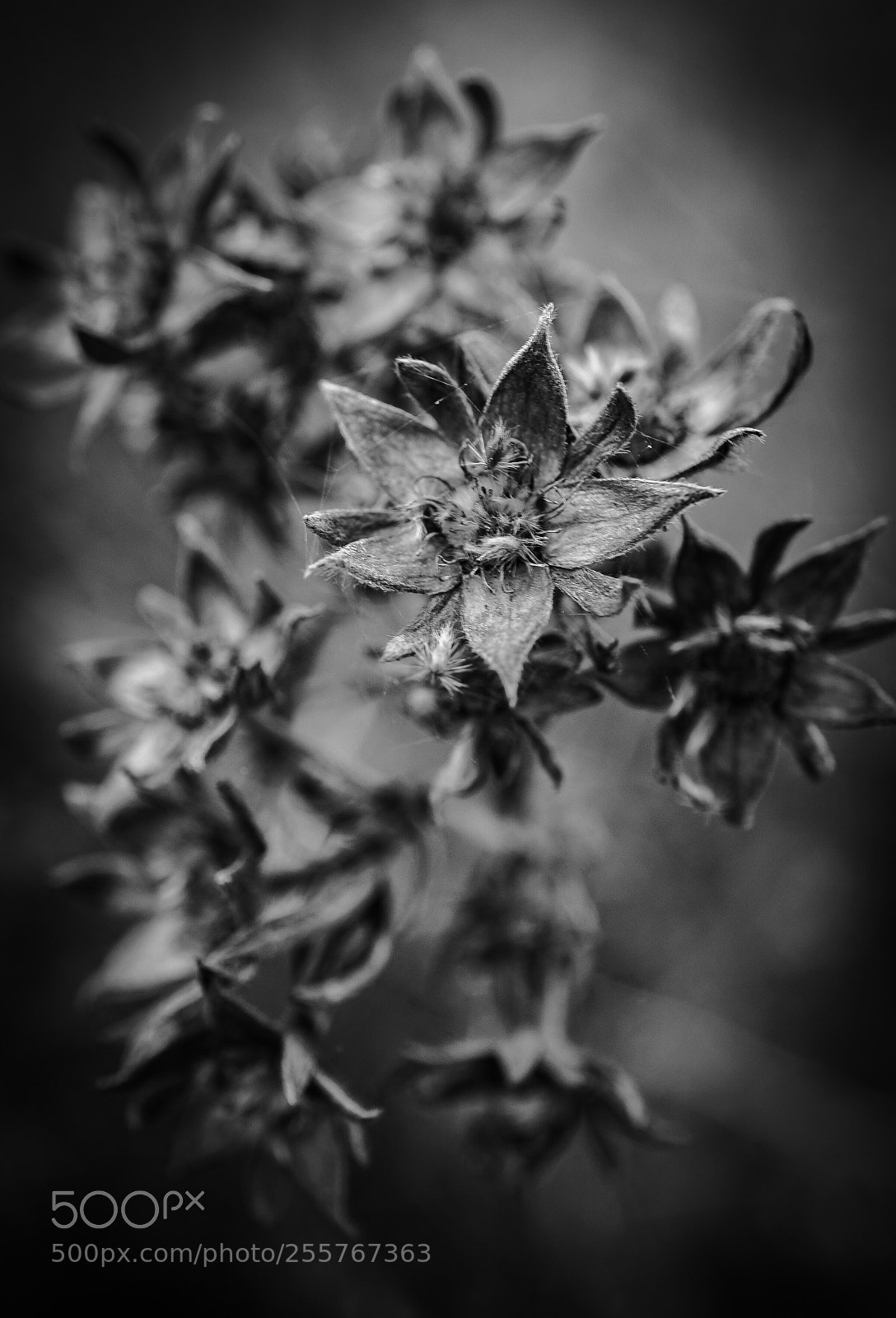 Sony a7 II sample photo. "relict"b&w photography