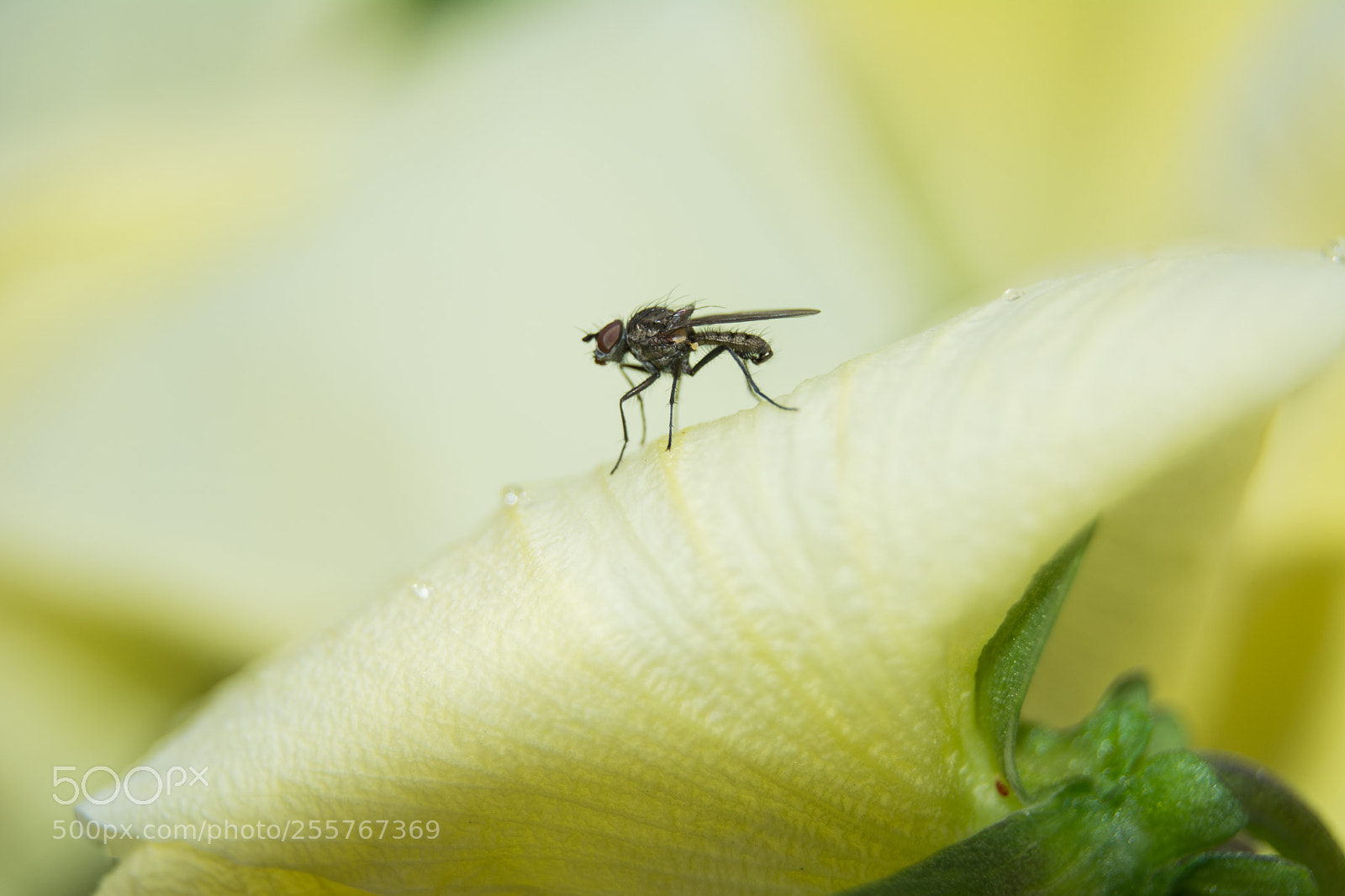 Nikon D5200 sample photo. Fly photography