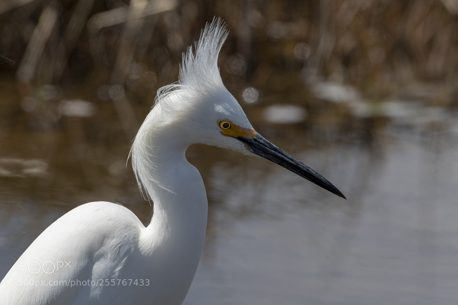 Nikon D500 sample photo. Snowy egret (egretta thula) photography