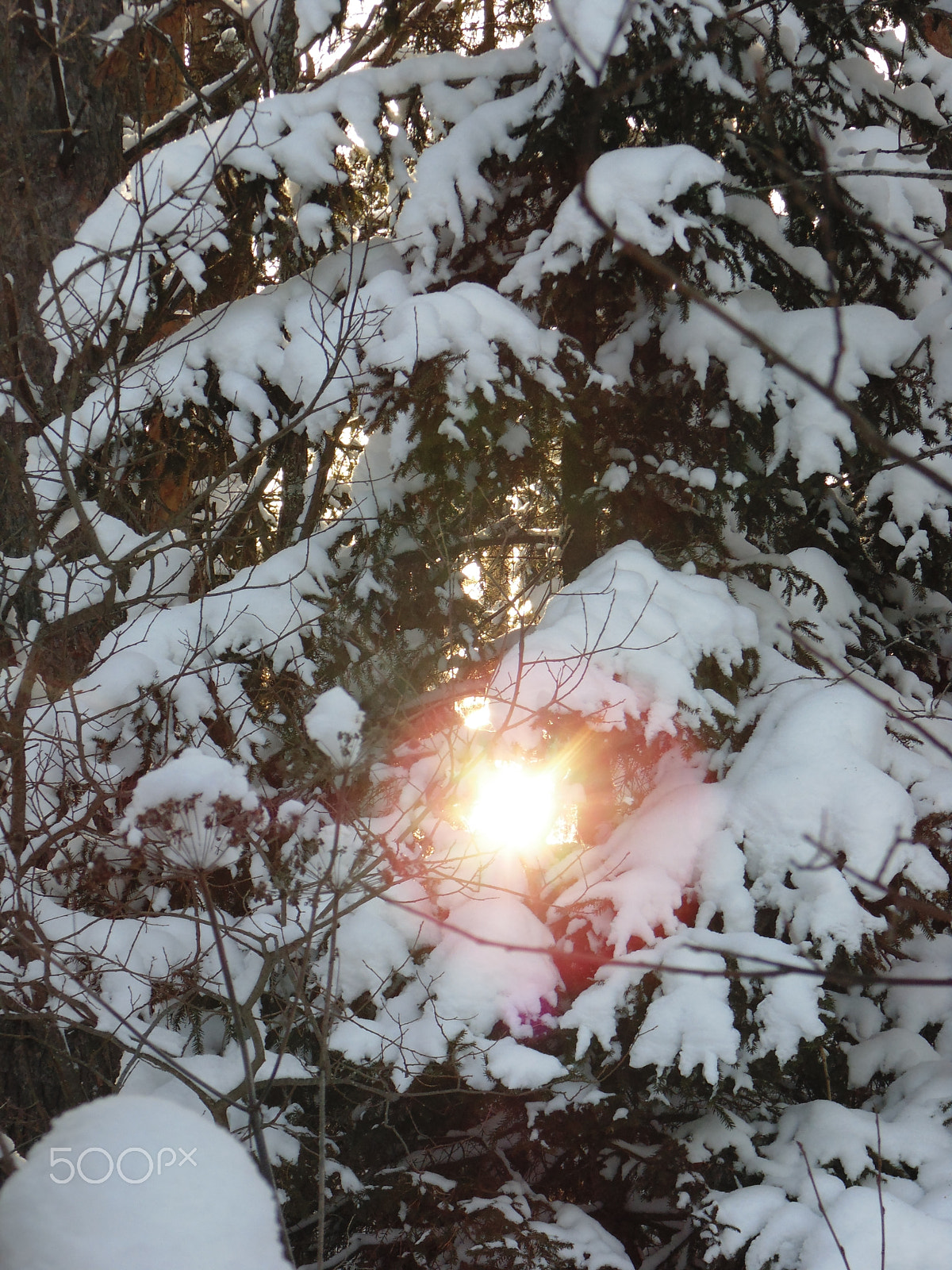 Sony DSC-H100 sample photo. Winter sun in the forest photography