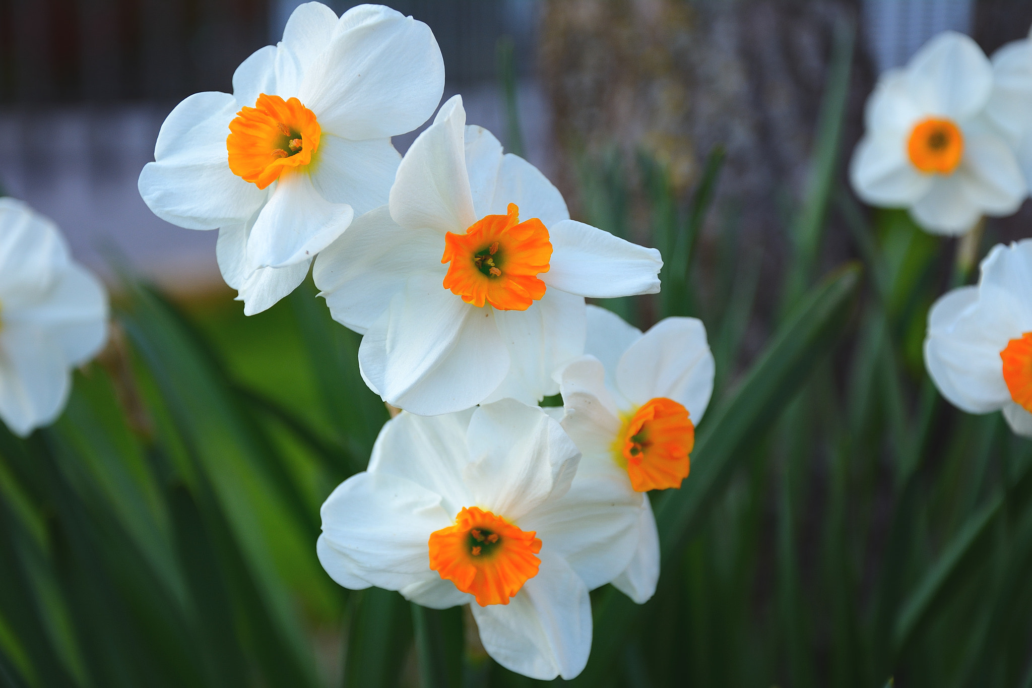 Nikon D7100 sample photo. White narcissus photography