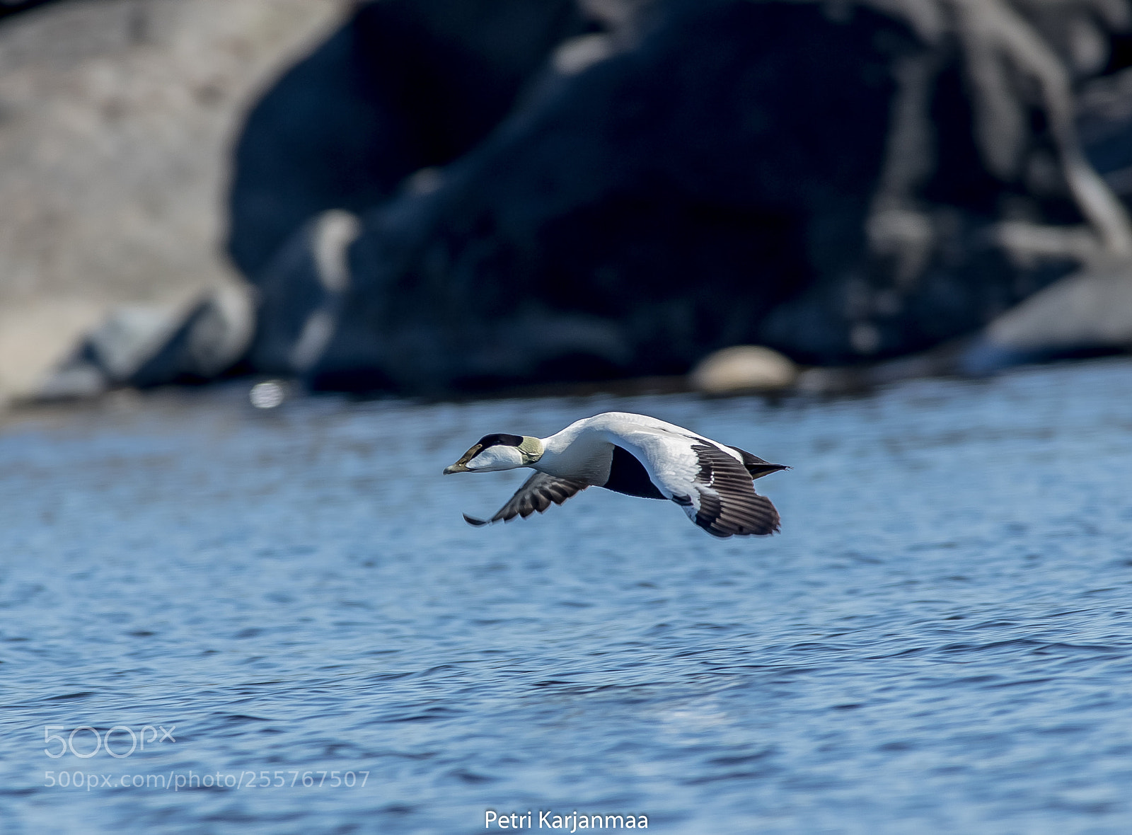 Canon EOS 7D Mark II sample photo. Free bird photography