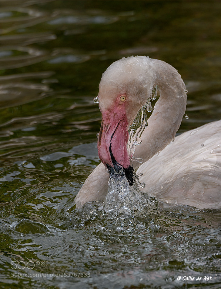 Nikon D850 sample photo. Bathtime photography