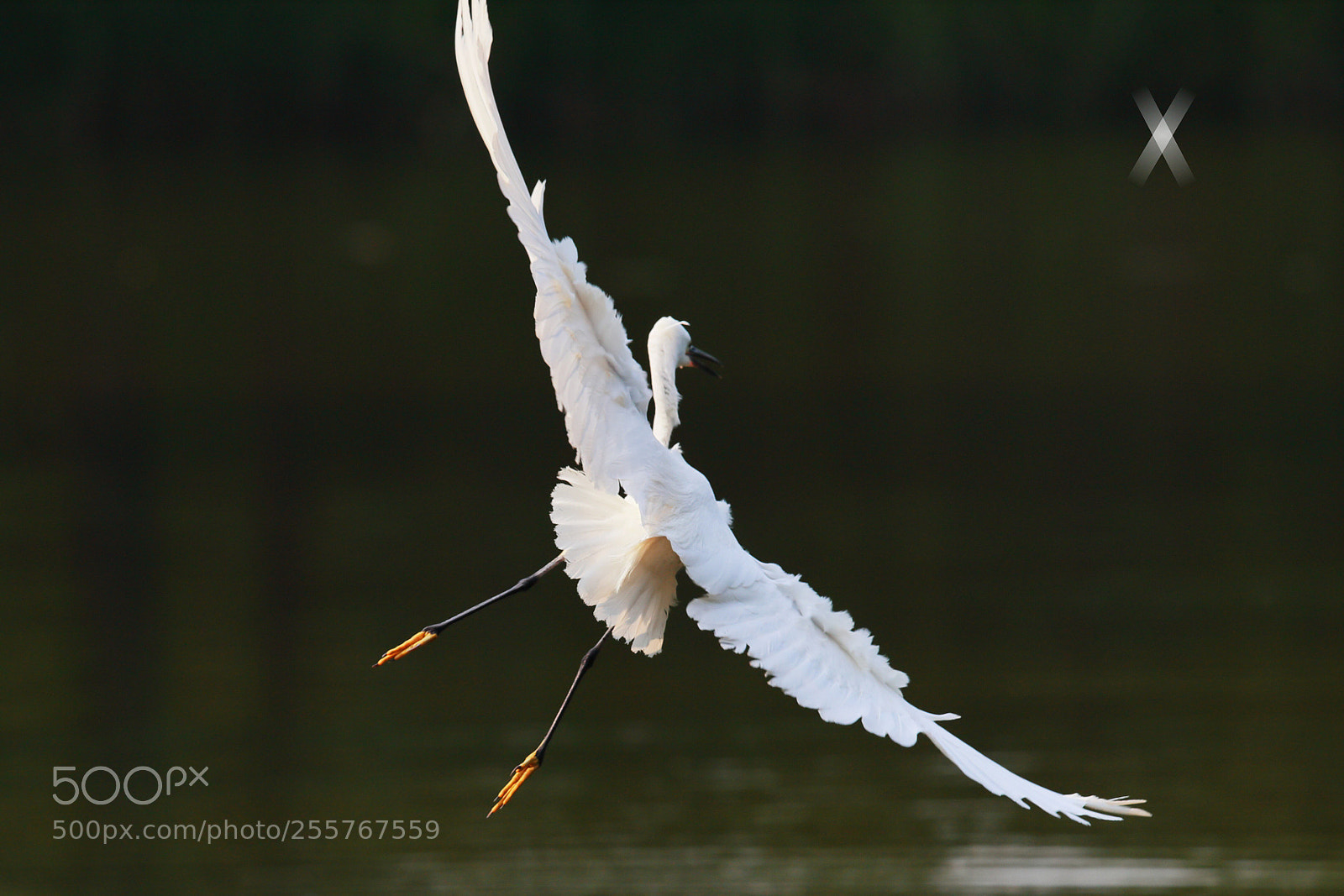 Canon EOS-1D X Mark II sample photo. Dancing bird photography