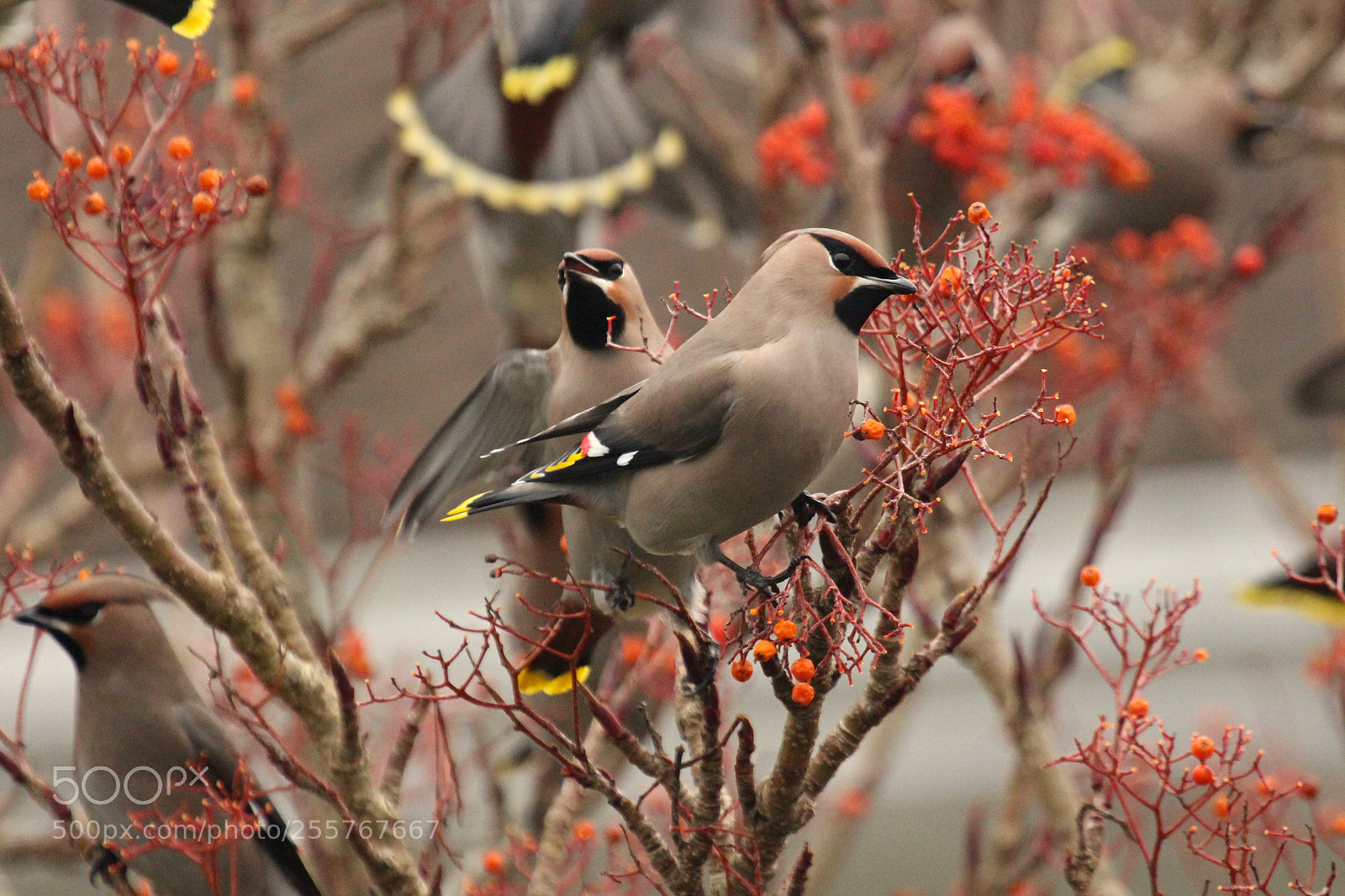 Canon EOS 700D (EOS Rebel T5i / EOS Kiss X7i) sample photo. W a x w photography