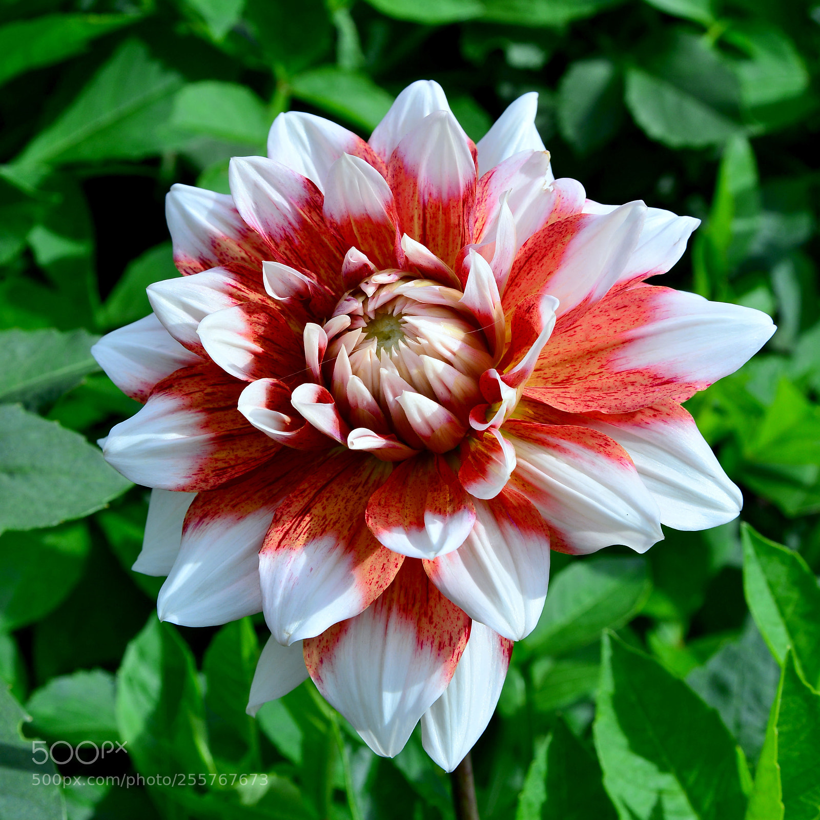 Nikon D600 sample photo. Dahlia photography