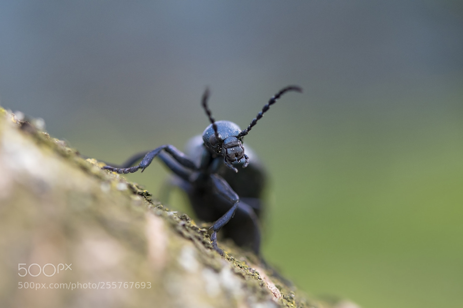 Nikon D500 sample photo. Black oil beetle photography