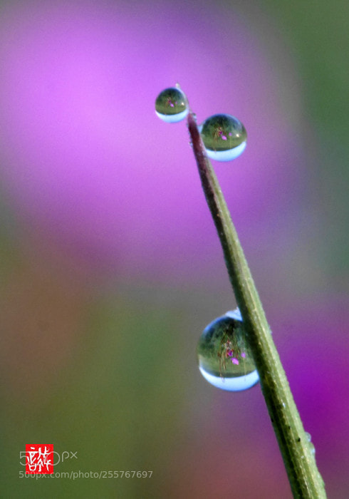 Panasonic Lumix DMC-GX7 sample photo. Morning dew 0429 photography