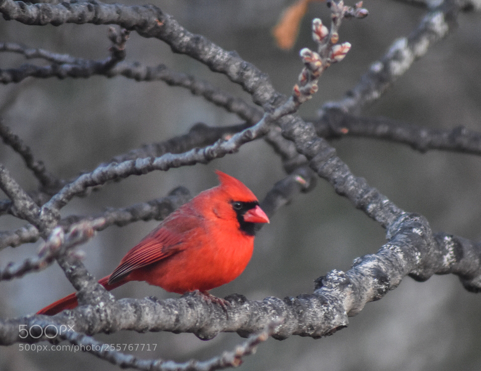 Nikon D7200 sample photo. Cardinal photography