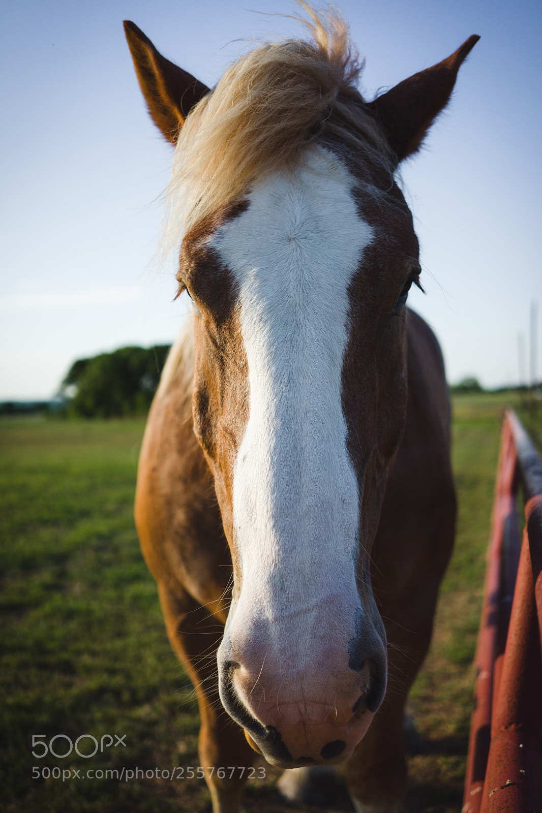 Sony a7 II sample photo. Texas photography