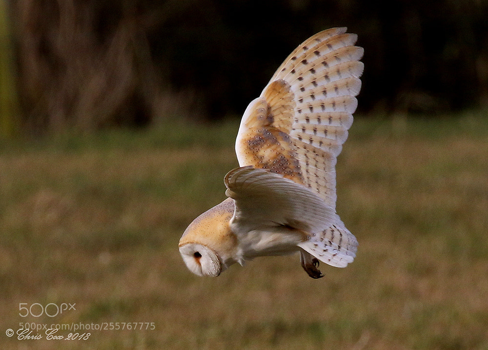 Canon EOS 7D Mark II sample photo. Barn owl photography