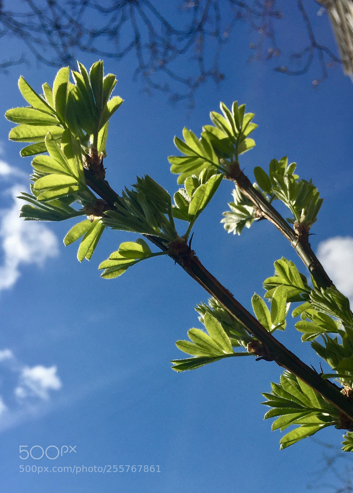 Apple iPhone 6 sample photo. Весна photography