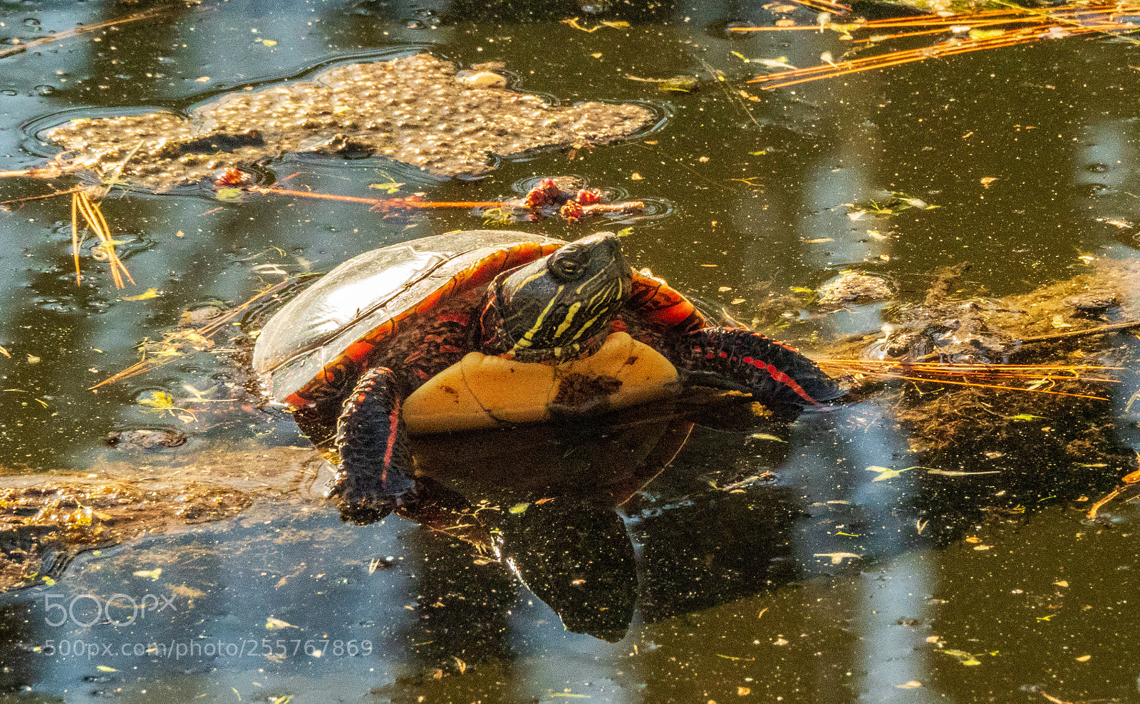 Olympus OM-D E-M1 Mark II sample photo. Painted turtle early spring photography