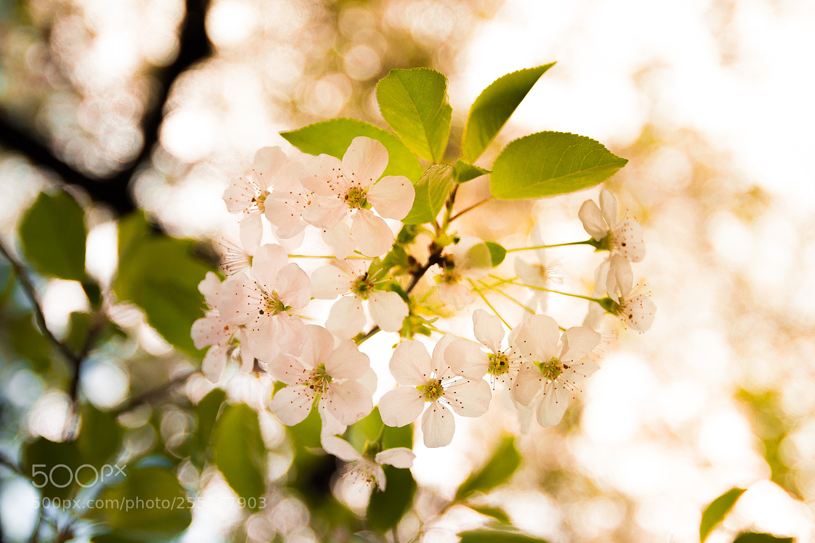 Canon EOS 100D (EOS Rebel SL1 / EOS Kiss X7) sample photo. Cherry blossom in the photography