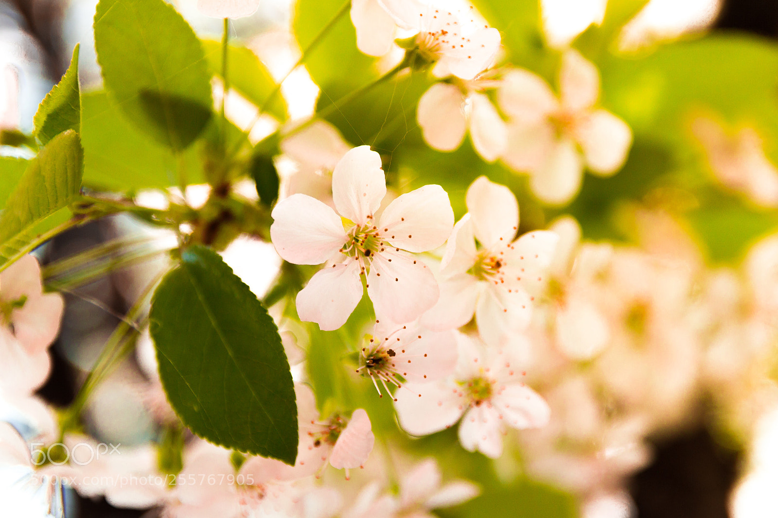 Canon EOS 100D (EOS Rebel SL1 / EOS Kiss X7) sample photo. Cherry blossom in the photography