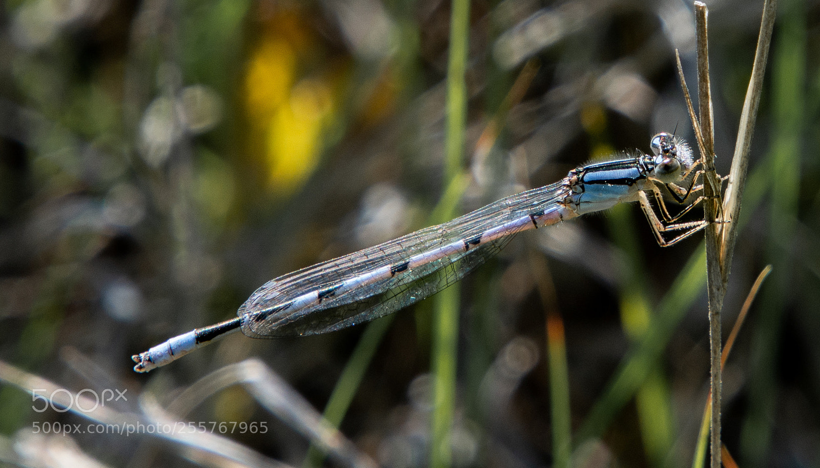 Nikon D7200 sample photo. Bluedragon photography