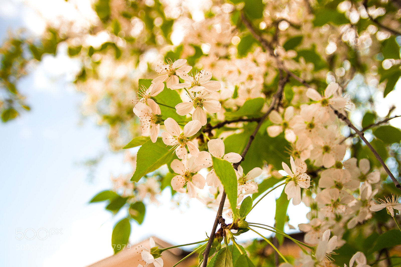 Canon EOS 100D (EOS Rebel SL1 / EOS Kiss X7) sample photo. Cherry blossom in the photography