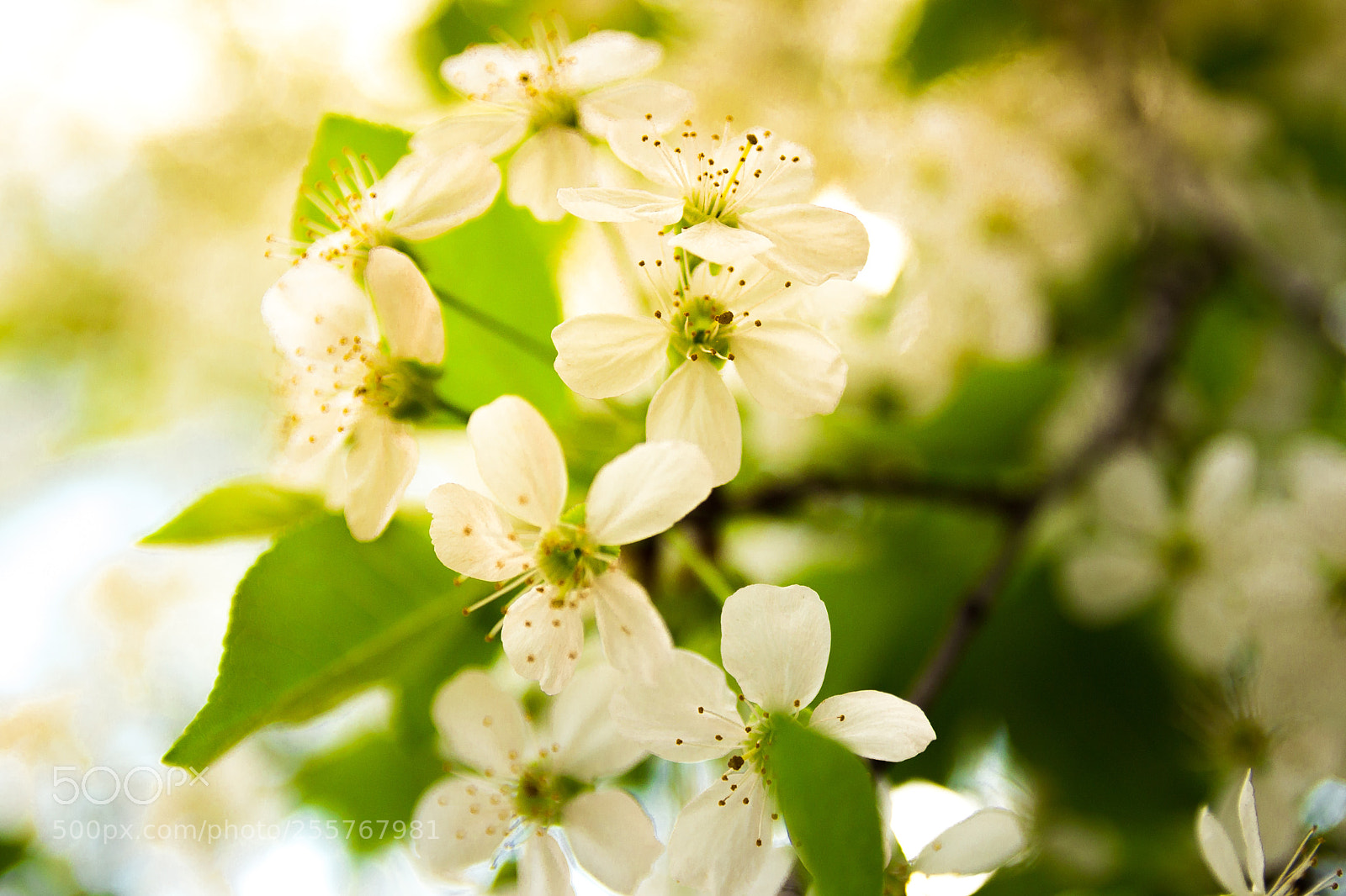 Canon EOS 100D (EOS Rebel SL1 / EOS Kiss X7) sample photo. Cherry blossom in the photography