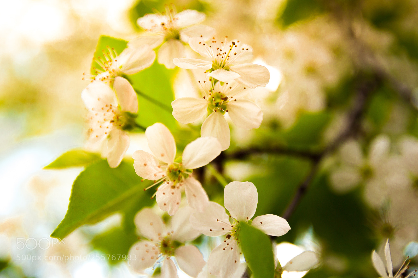 Canon EOS 100D (EOS Rebel SL1 / EOS Kiss X7) sample photo. Cherry blossom in the photography