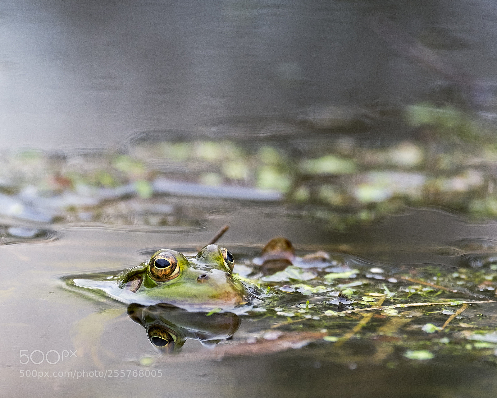 Fujifilm X-T1 sample photo. Frog in the water photography