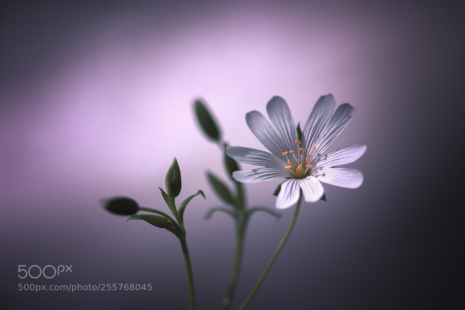 Nikon D7200 sample photo. Stellaria photography