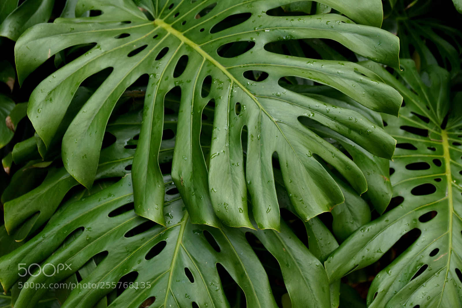 Nikon D5500 sample photo. Tropical plant after rain photography