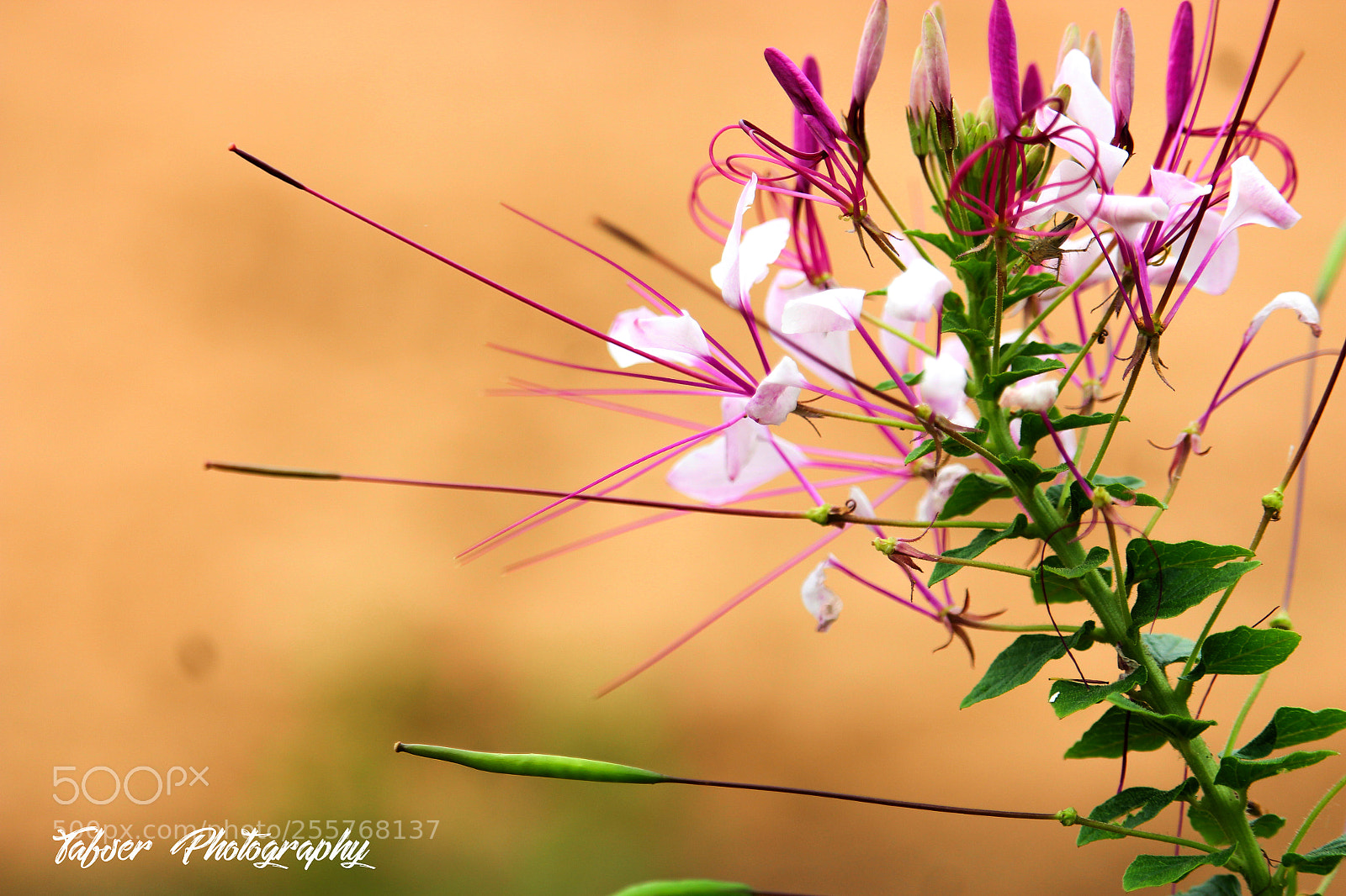 Canon EOS 700D (EOS Rebel T5i / EOS Kiss X7i) sample photo. Flowers photography