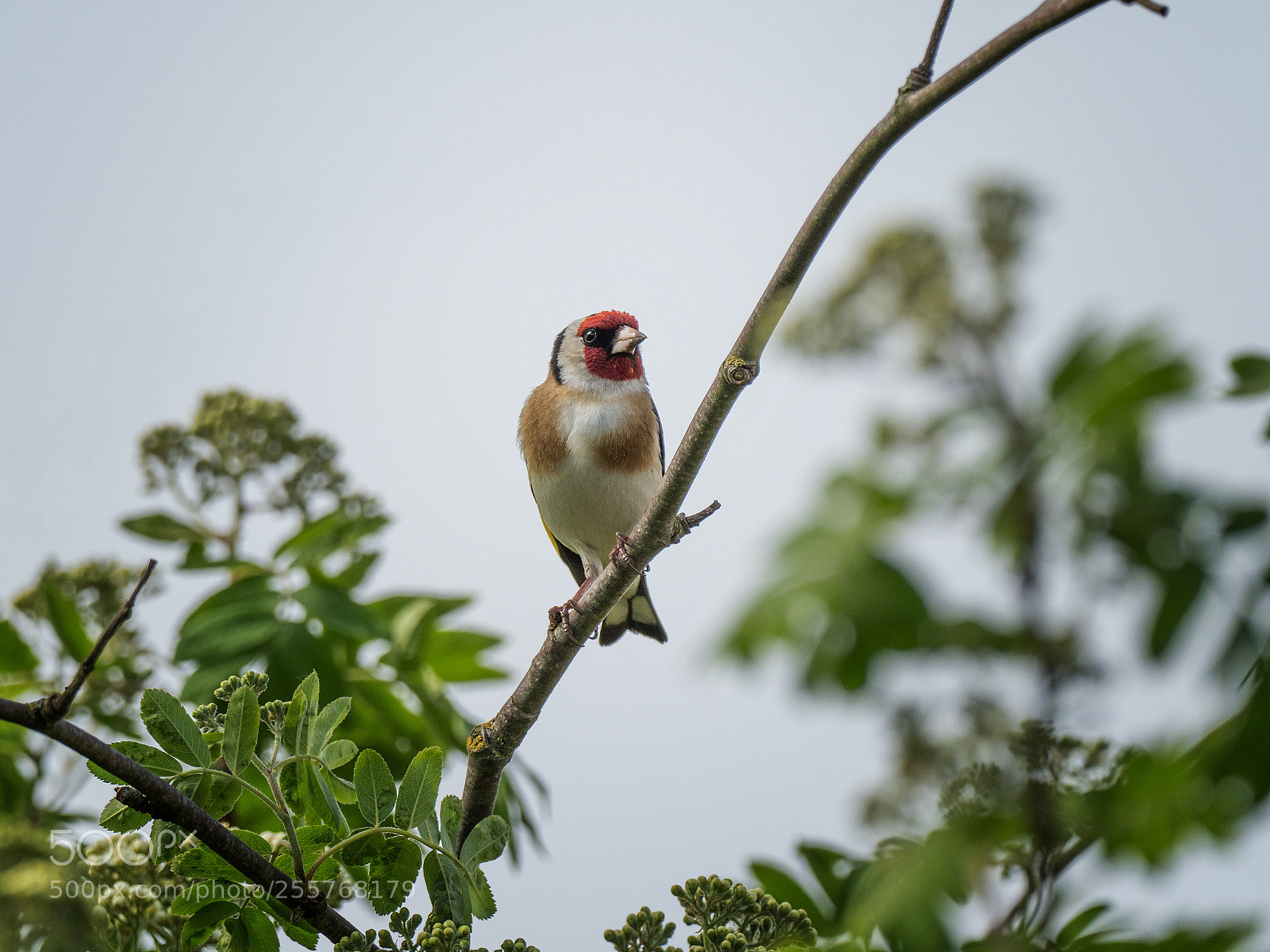 Olympus OM-D E-M1 Mark II sample photo. Goldfinch 2 photography