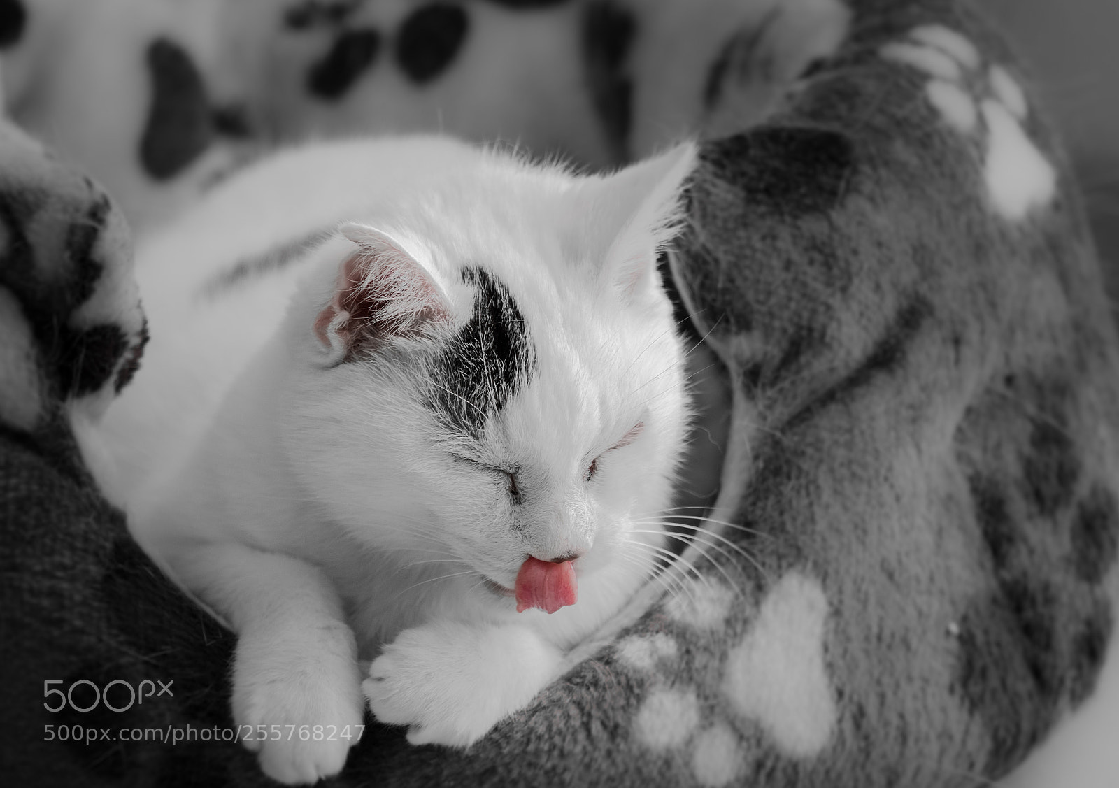 Fujifilm X-T20 sample photo. Katze photography