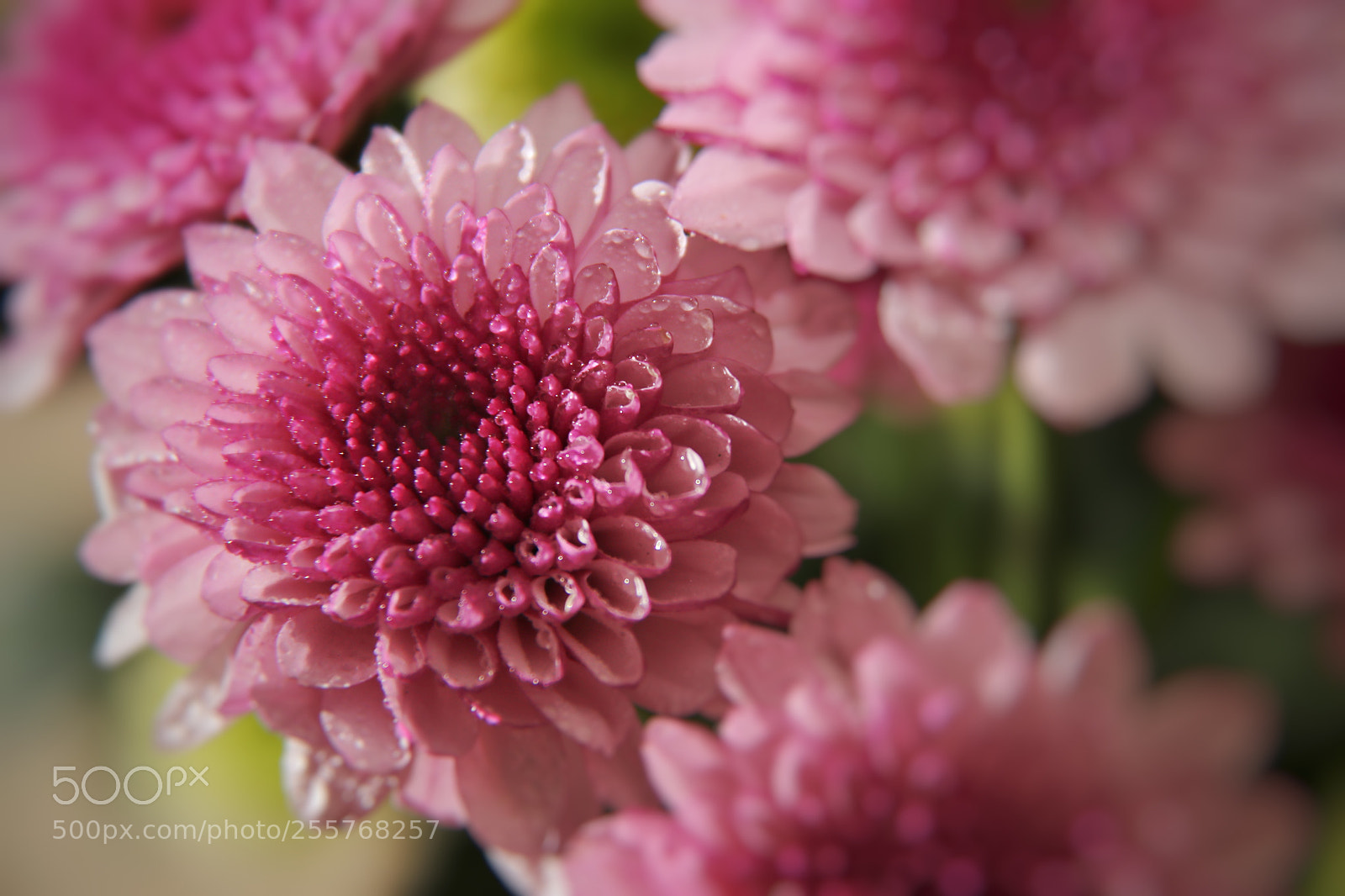 Canon EOS 80D sample photo. 带着露珠的菊花 photography