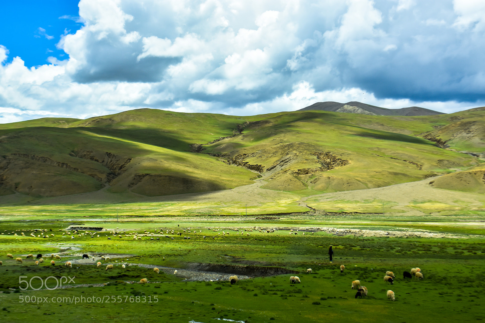 Nikon D7200 sample photo. Pastoral tibet photography
