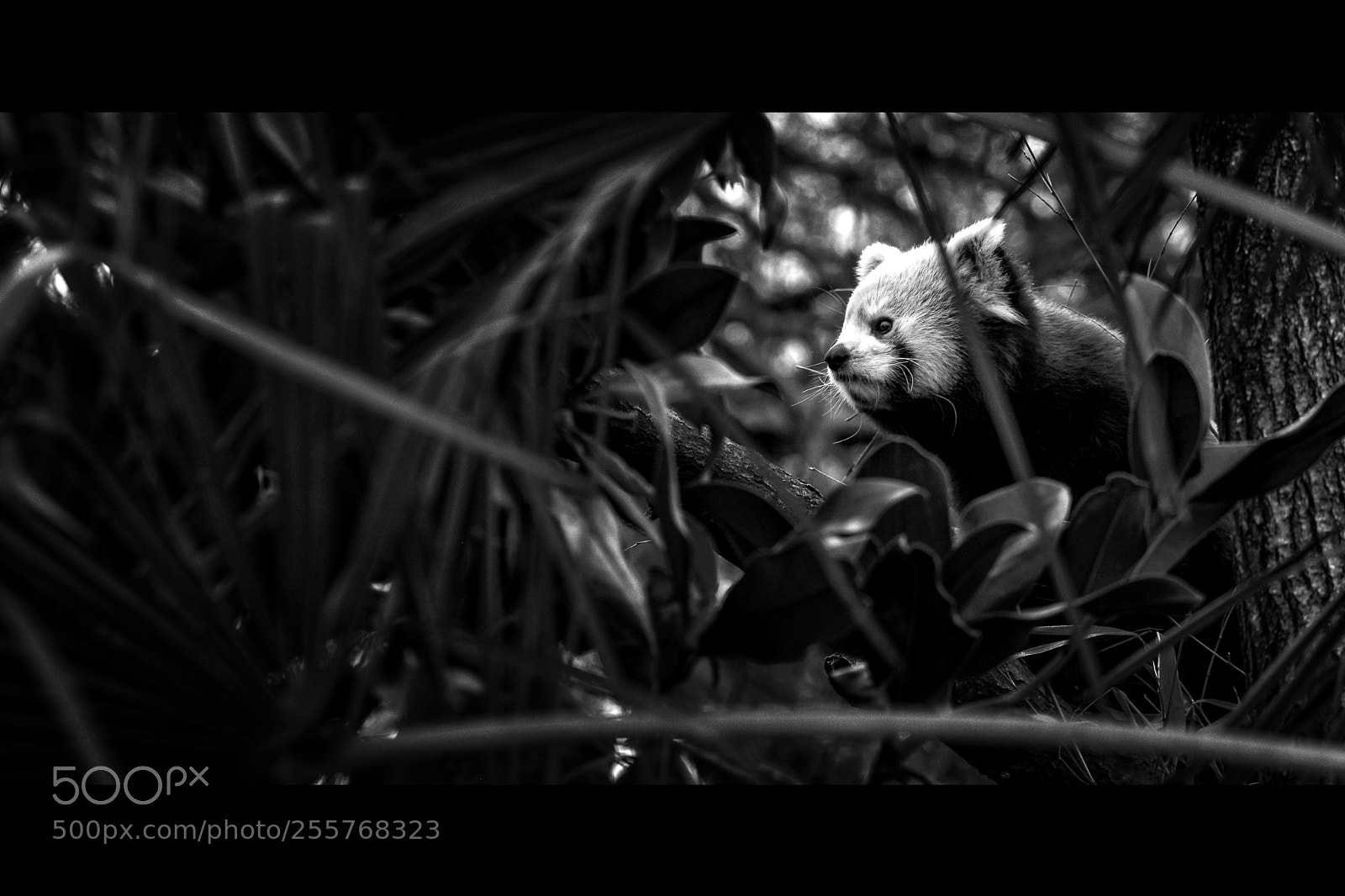 Nikon D7100 sample photo. Bw red panda photography