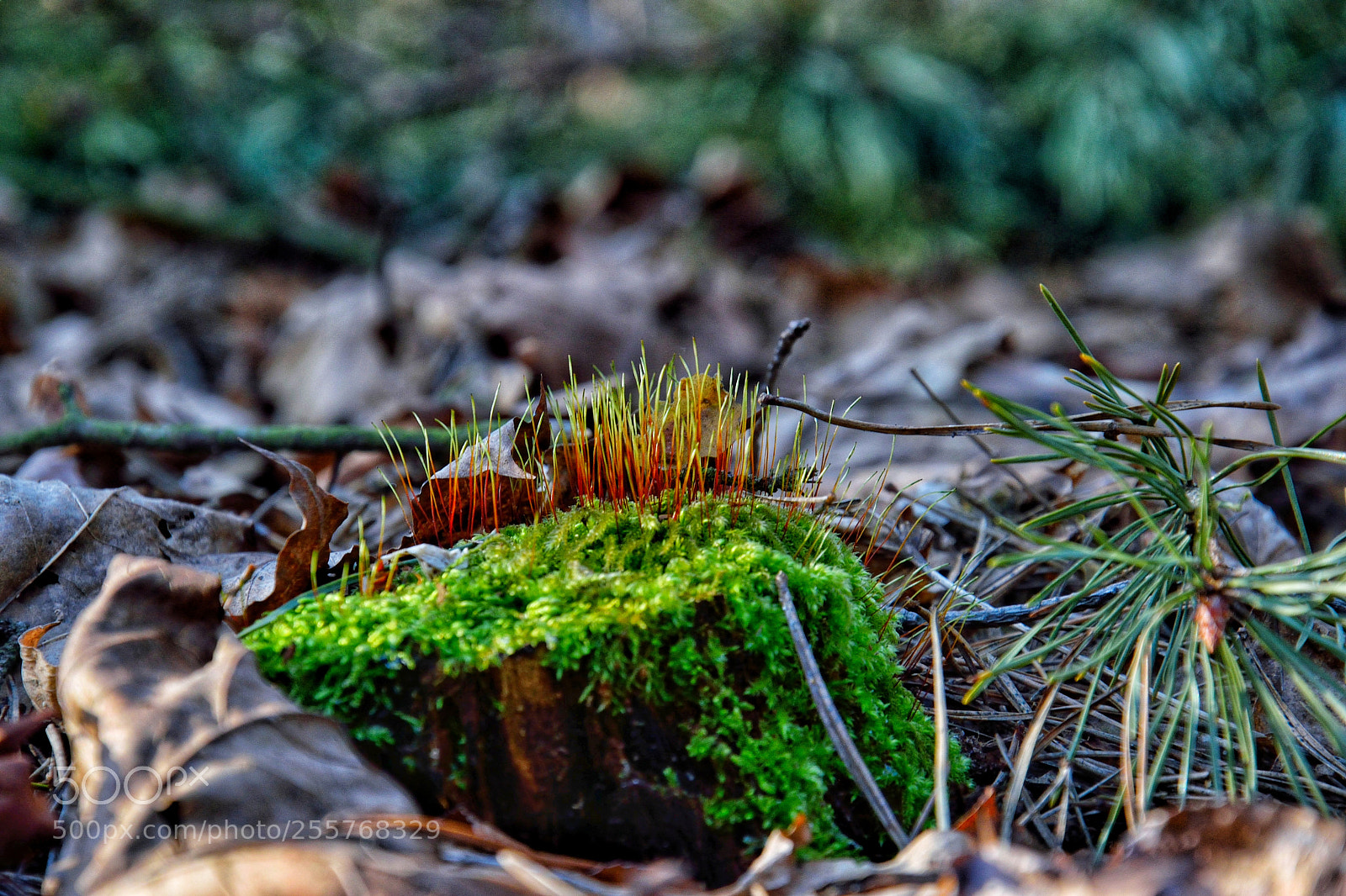 Nikon D3300 sample photo. Micro forest photography