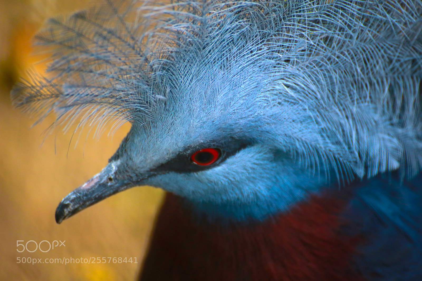 Canon EOS 6D sample photo. Bird photography