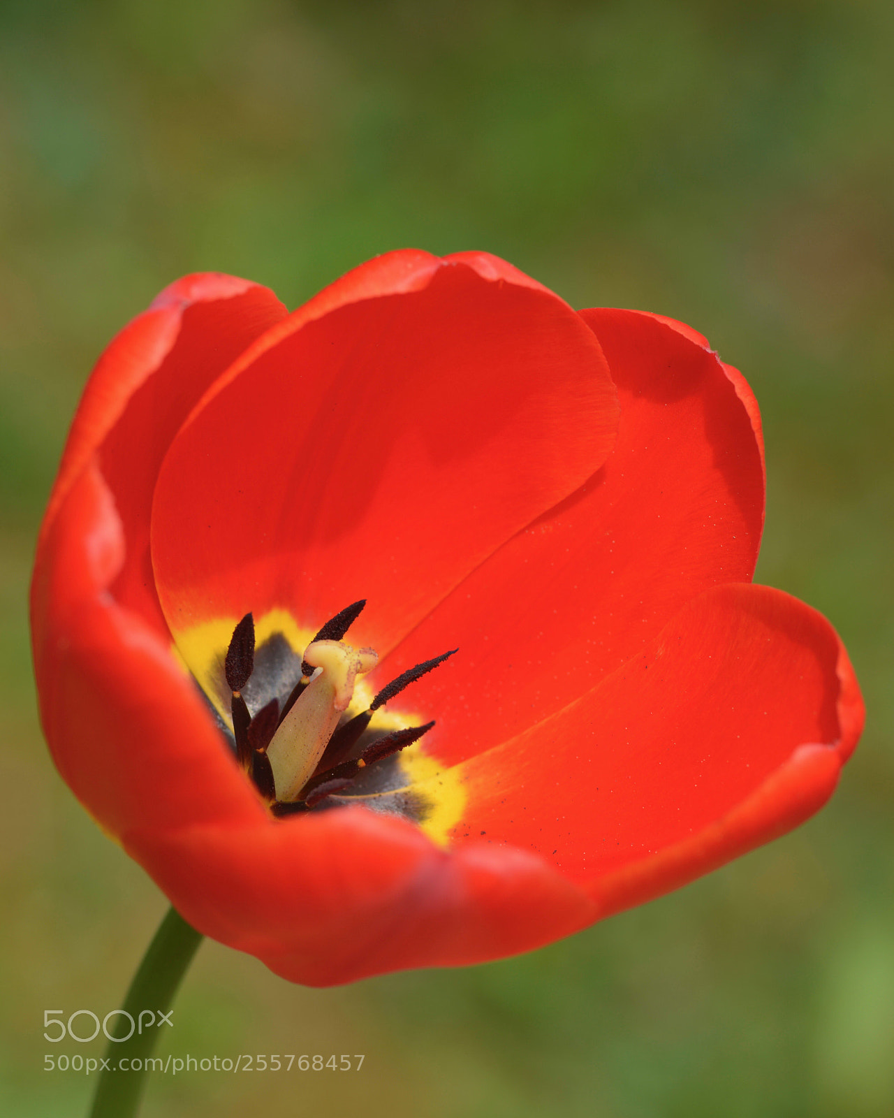 Nikon D800 sample photo. In the garden photography
