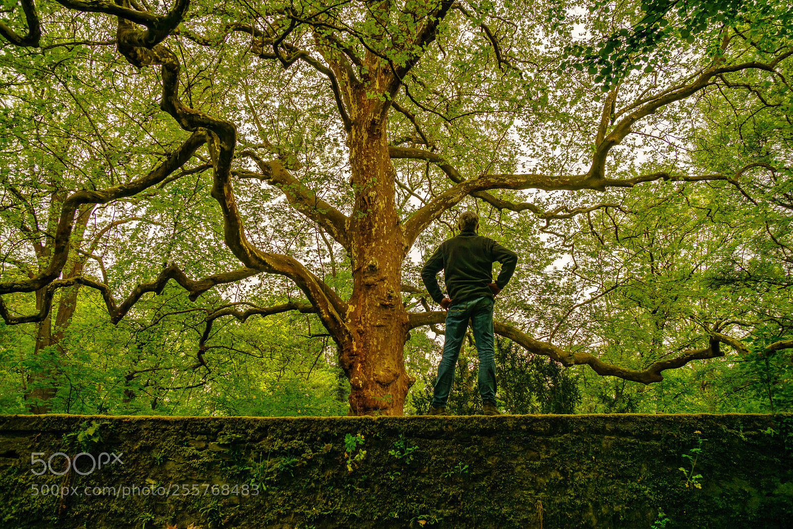 Sony a6000 sample photo. What a beautiful tree. photography