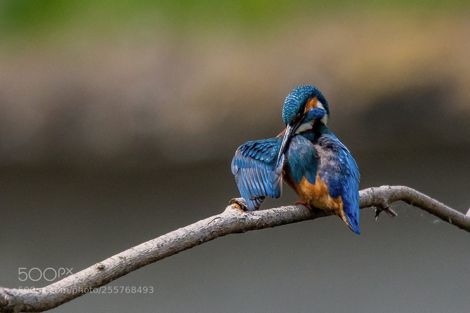 Canon EOS 5D Mark IV sample photo. Kingfisher during preening photography