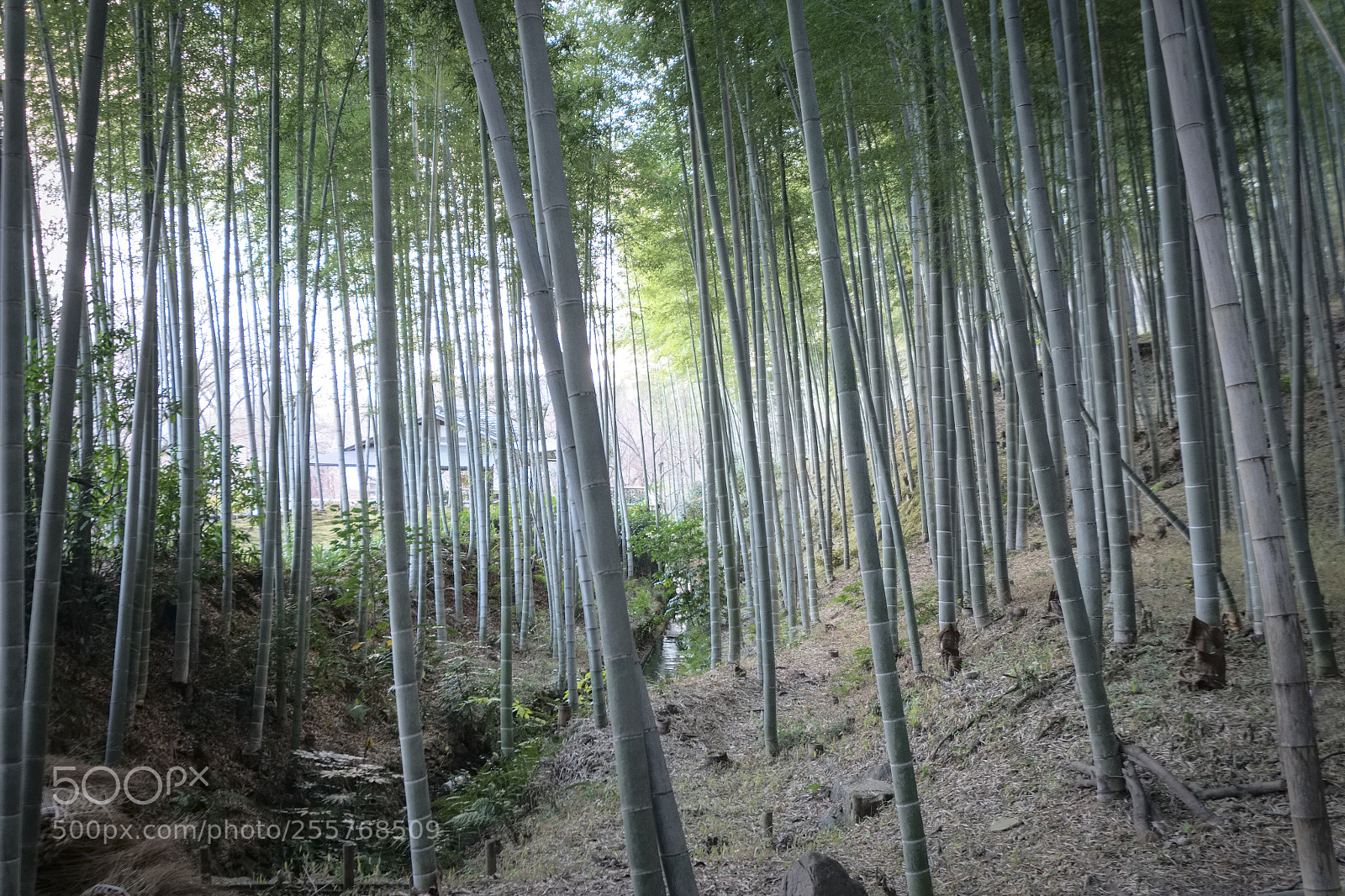 Fujifilm X-T1 sample photo. Bamboo forest photography