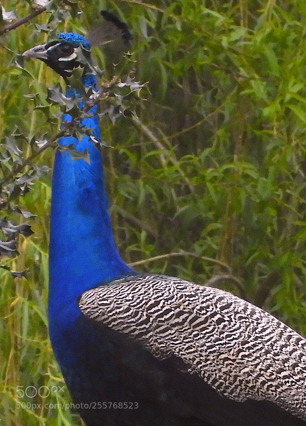 Nikon Coolpix B700 sample photo. Peacock with holly and photography