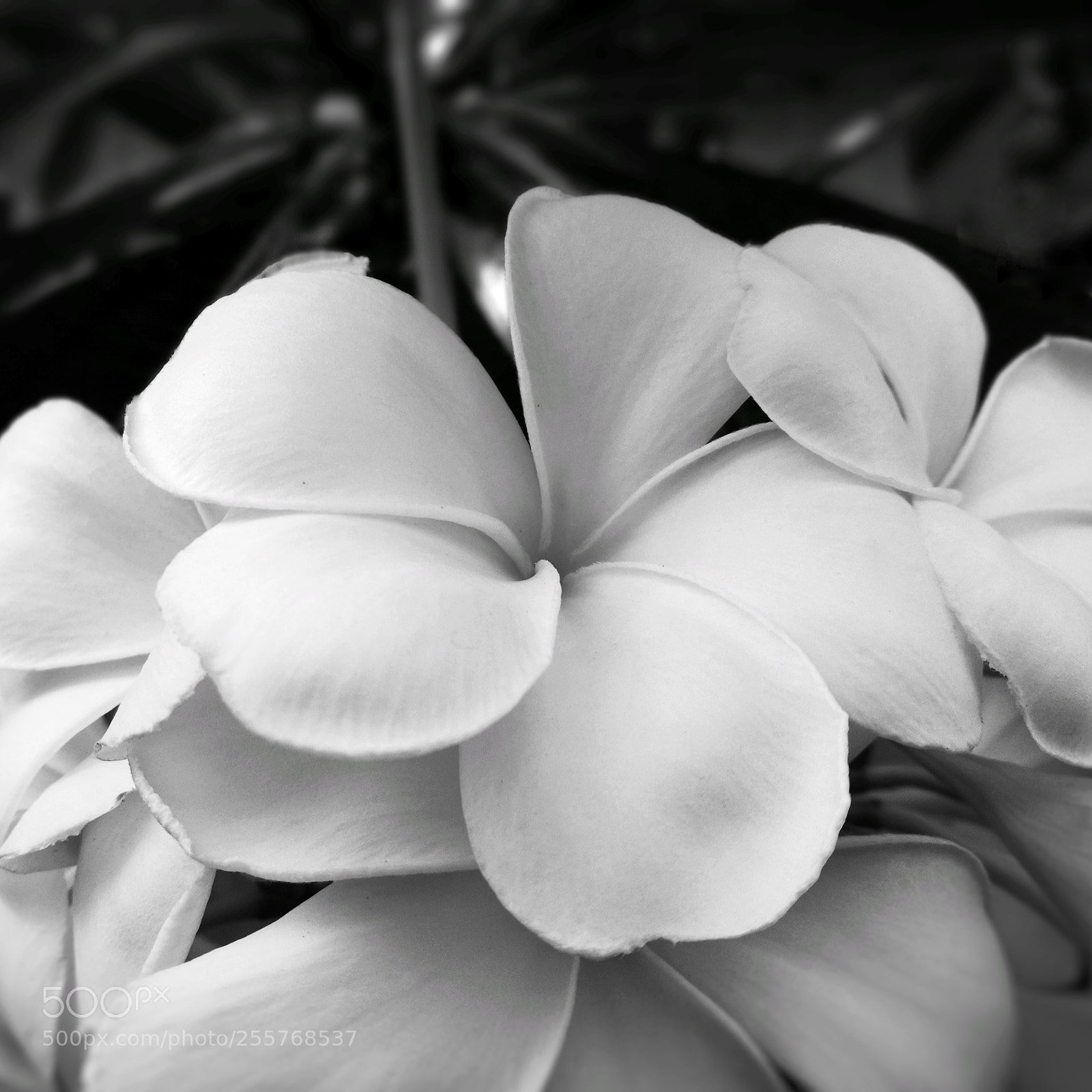 HUAWEI P9 sample photo. | leelawadee | photography
