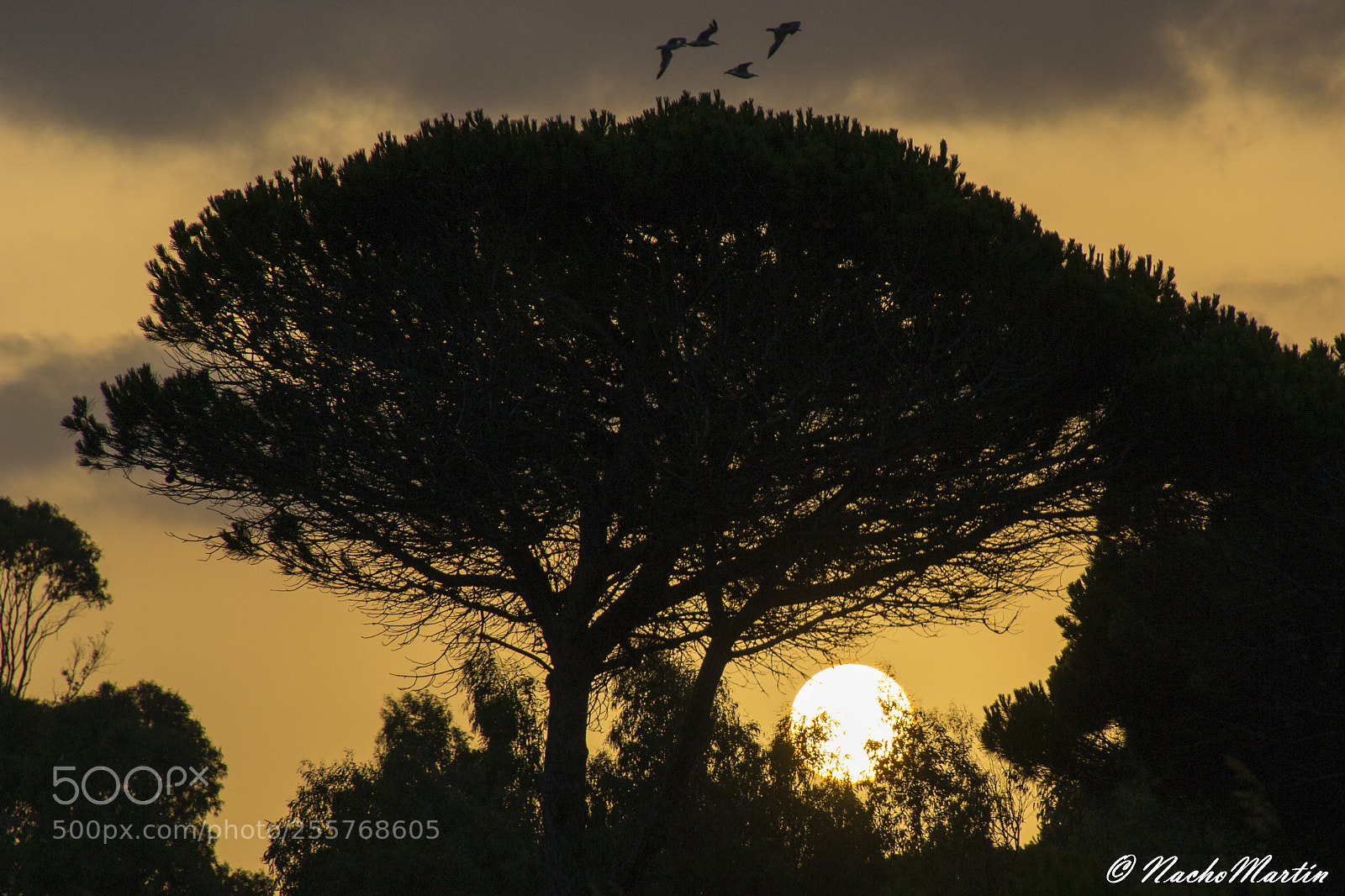 Nikon D3100 sample photo. Otra mañana photography