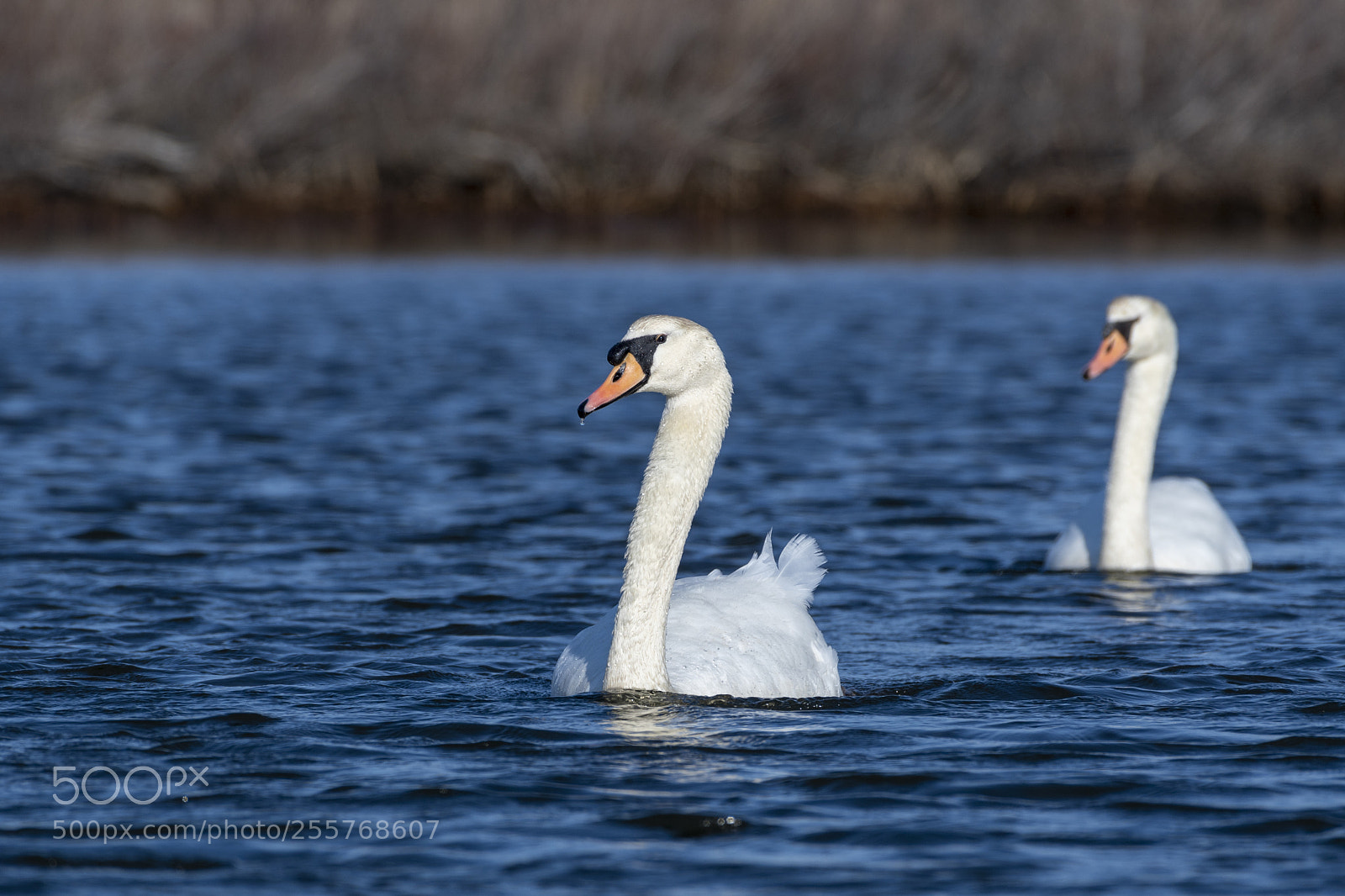 Nikon D500 sample photo. Mute swan (cygnus olor) photography