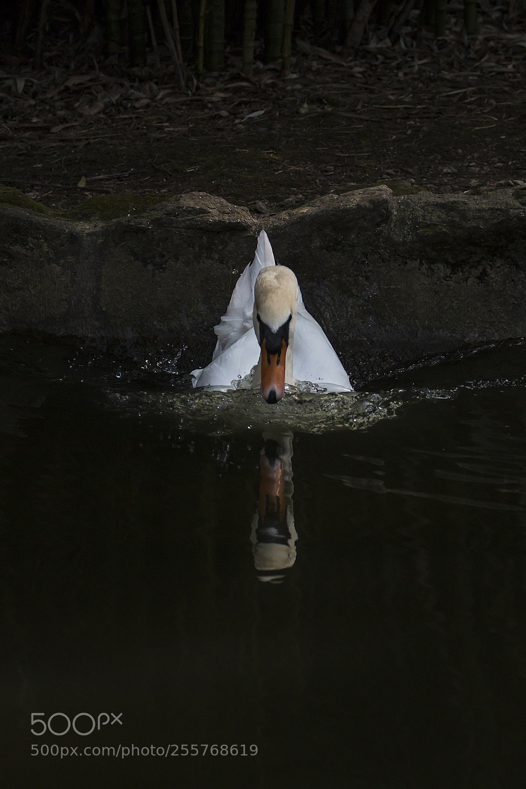 Canon EOS 70D sample photo. Cisne photography