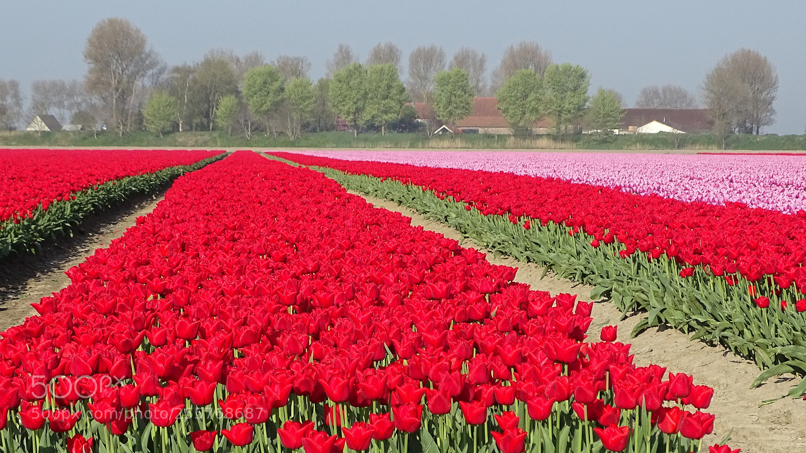Sony Cyber-shot DSC-HX400V sample photo. Tulip fields photography
