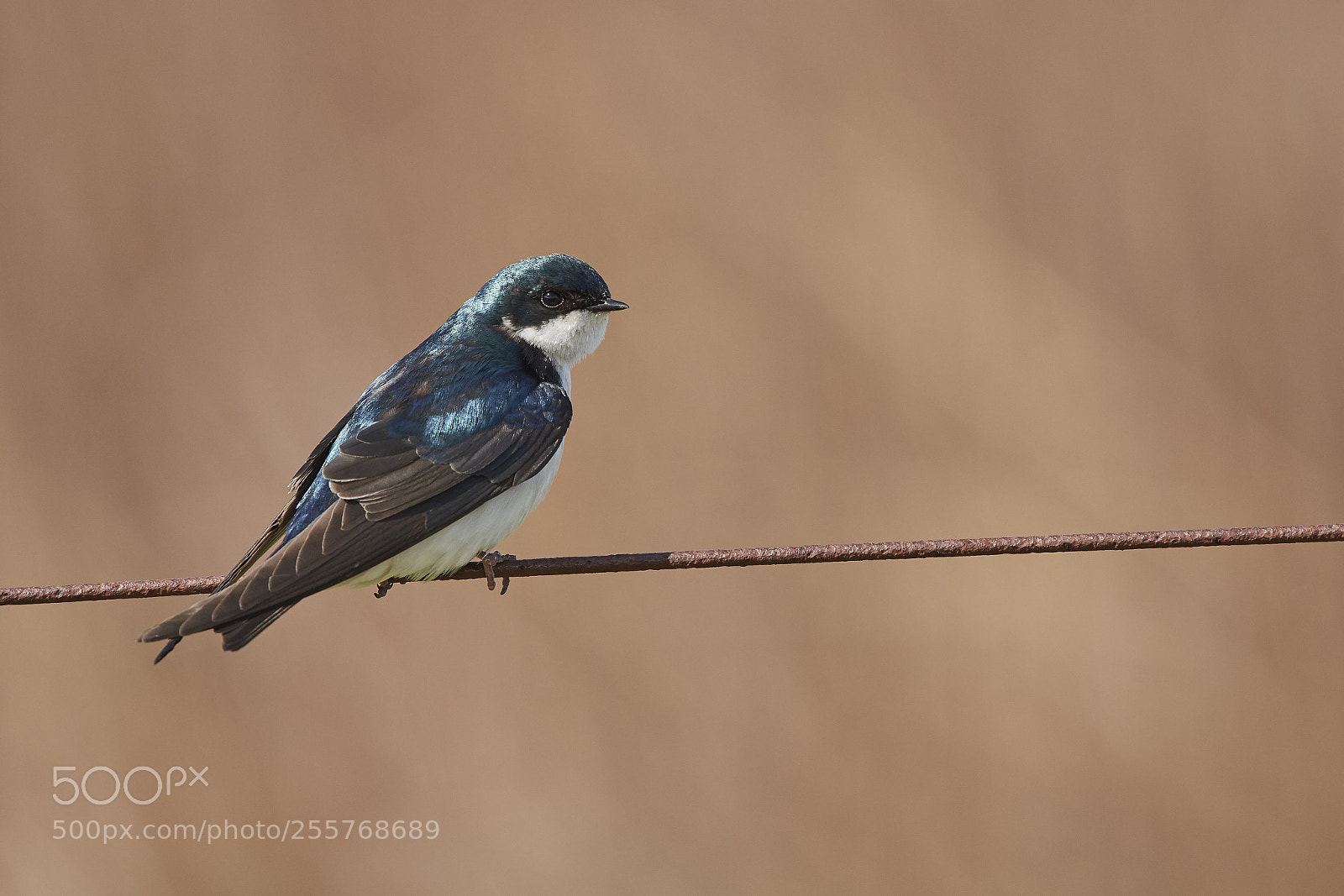 Nikon D500 sample photo. Tree swallow photography