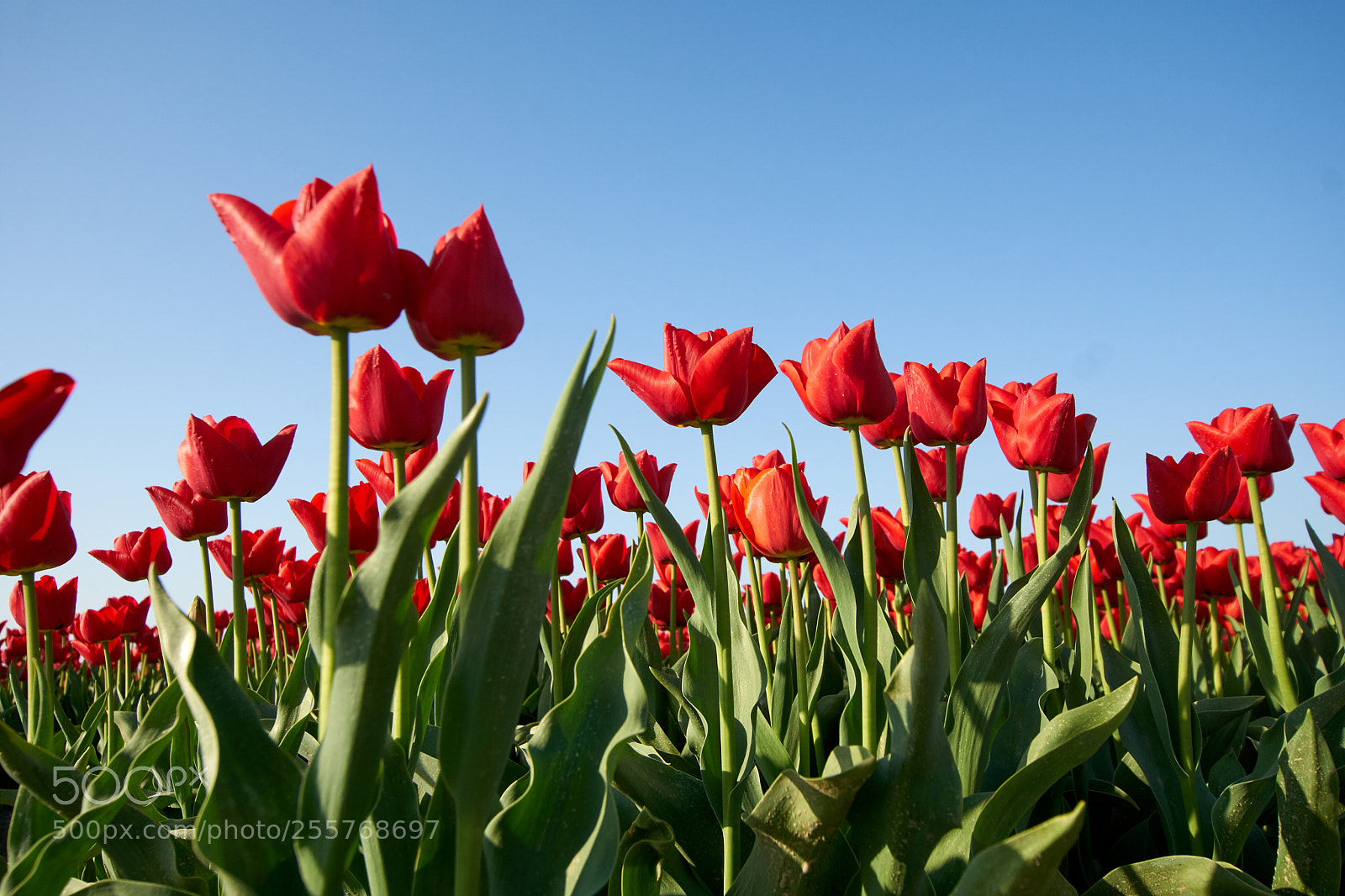 Sony ILCA-77M2 sample photo. Tulips field 2 photography