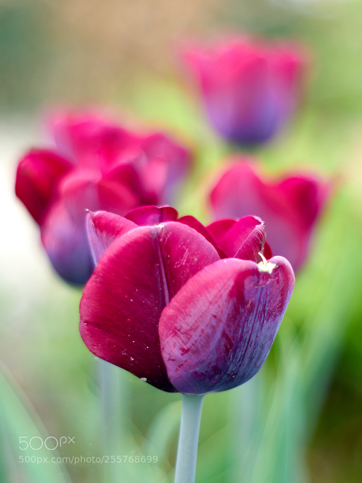 Sony ILCA-77M2 sample photo. Tulip2 photography