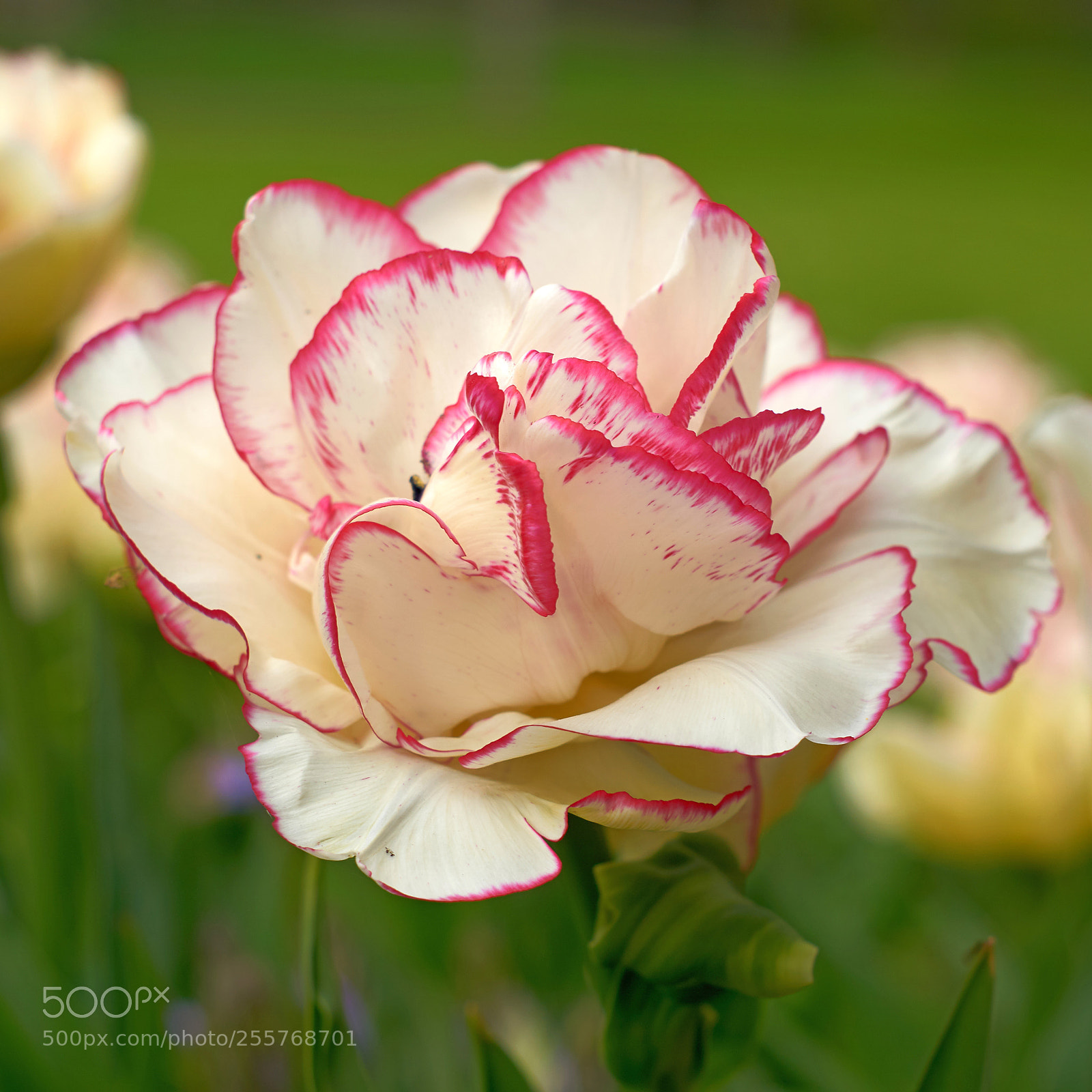 Sony ILCA-77M2 sample photo. Tulip photography